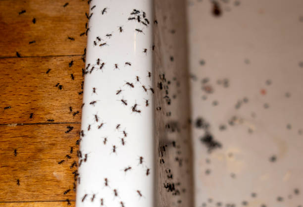  Silver Lake, KS Pest Control Pros